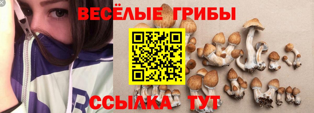 Кольчугино  наркота  Вход с VPN  Псилоцибиновые грибы ЛСД  Галлюциногенные грибы Psilocybine cubensis 
